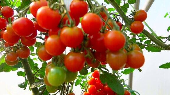 灌木上成熟的樱桃番茄