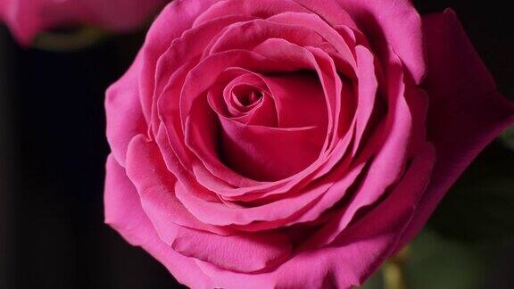 大粉红玫瑰花蕾