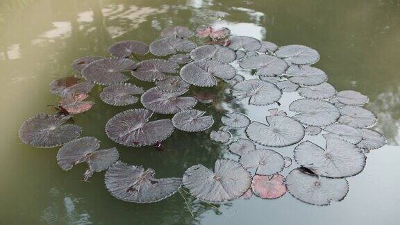 叶荷花植物学池塘水夏季