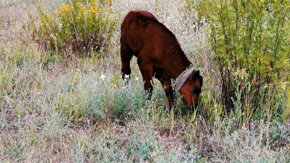 被链子拴在草地上吃草的小红牛犊