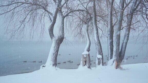 鸭子在水上游泳暴风雪冬天