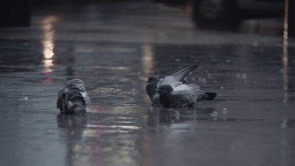 鸽子在水坑里清理羽毛