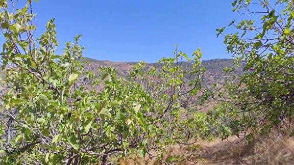 摩洛哥山的一棵满是成熟无花果的树天然无花果树上