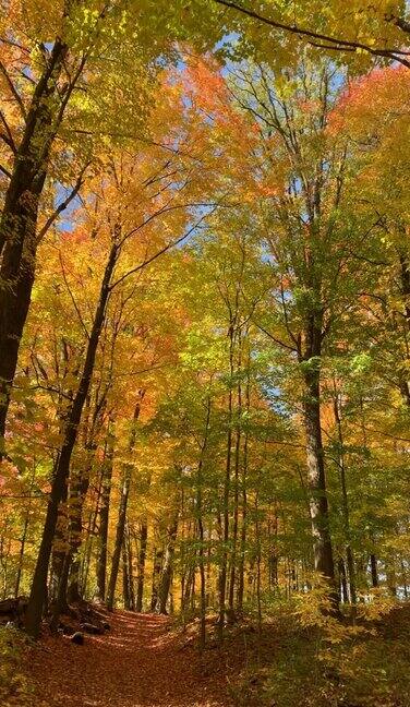 加拿大沃恩伍德布里奇秋天的科特莱特中心保护的多色树叶