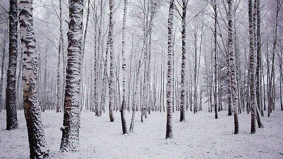 淘洗积雪的冬季森林