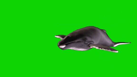 座头鲸在绿屏上游泳