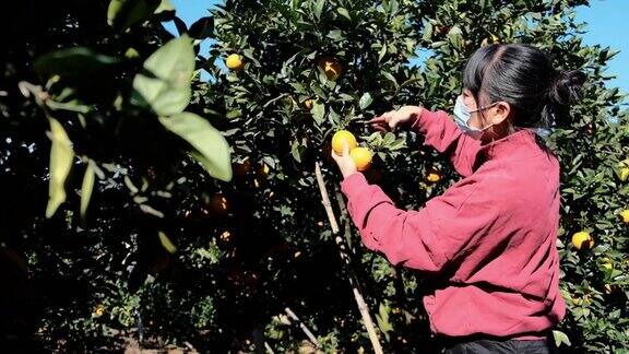 一位亚洲女工在阳光下的果园里摘橘子