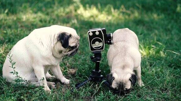 复古相机狗狗们看着复古相机犬种哈巴狗