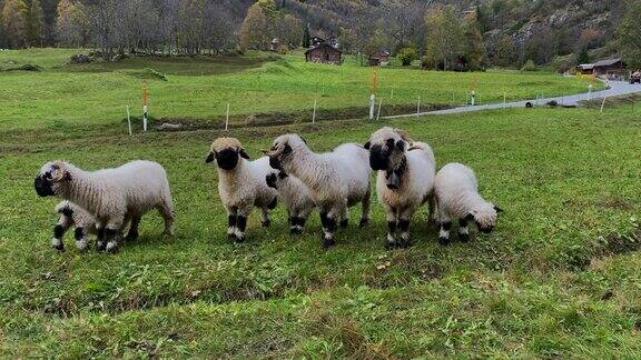 一群羊站在草地上天正在下雨
