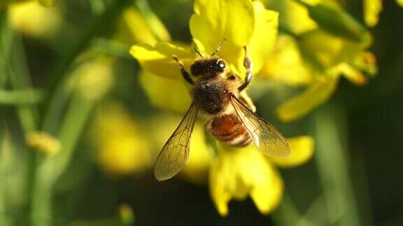 蜜蜂和黄花