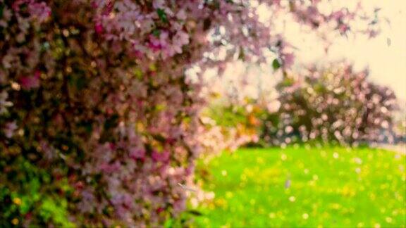 风吹着粉红色花瓣的樱花树