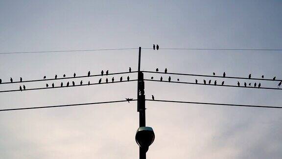 乡村十字路口电线上的鸟群鸟儿在日落时回家