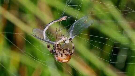 四只斑点圆织蜘蛛(AraneusQuadratus)狩猎莱斯特斯sponsa的特写