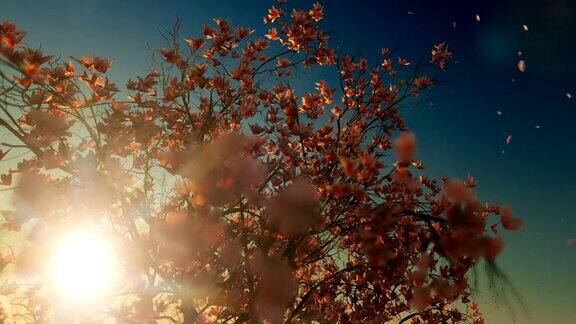 美丽的木兰树落花映衬着夕阳