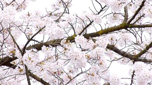 日本的樱花和鸟