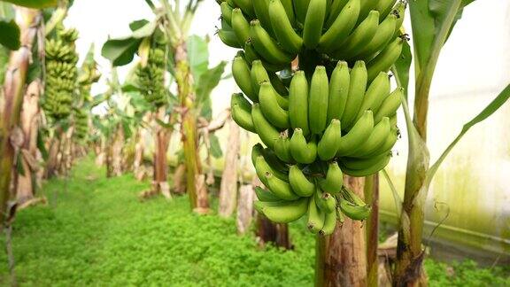 温室里的一串香蕉树