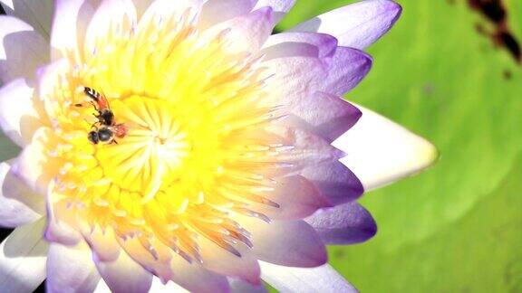 蜜蜂在莲花上蜂群蜜蜂在紫色莲花的花粉中采集花蜜有朝阳的花有太阳升起的花