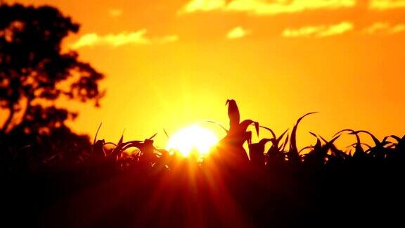 太阳落在农田上