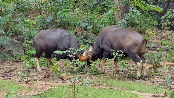 野牛在热带雨林战斗