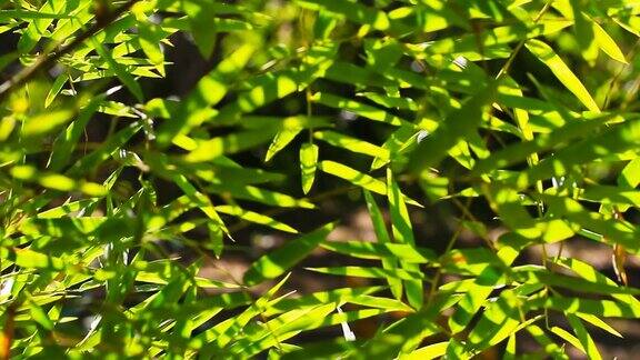 绿色的竹子树叶