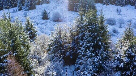 在苏格兰西南部的邓弗里斯和加洛韦一架无人机飞过被雪覆盖的树林