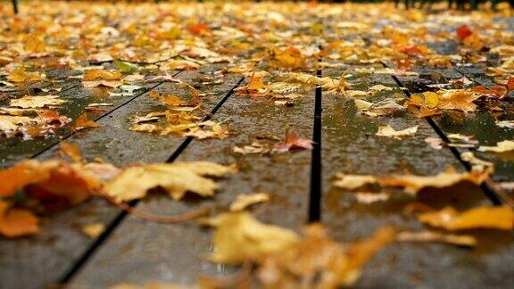 金色的叶子躺在潮湿的木板路阳台低角度拍摄