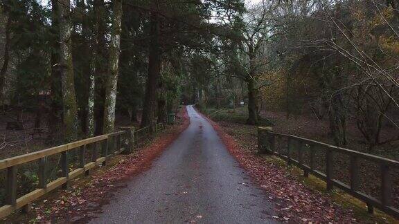 秋天森林里狭窄的道路