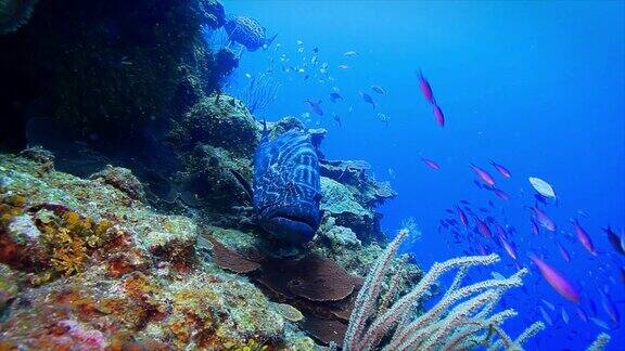 大黑石斑鱼和数以百计的鱼在罗阿滩的珊瑚礁
