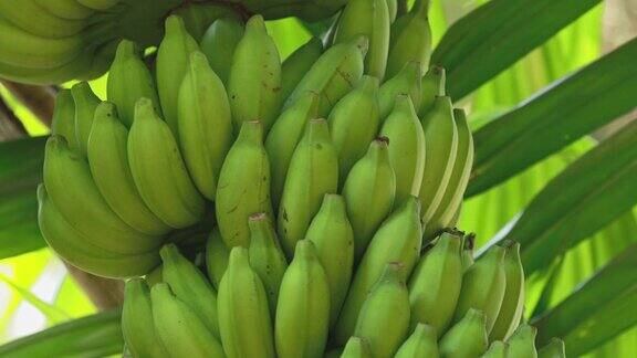 印度果阿显示果实和花序的香蕉“树”倾斜