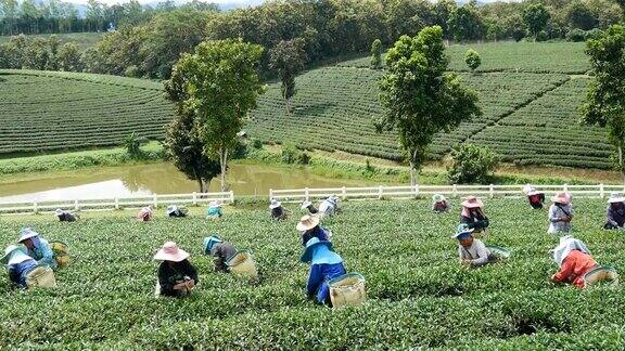 泰国清莱10月6日:2017年10月6日泰国清莱的工人们正在采摘茶叶