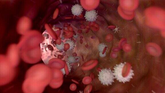 三维动画血流与红细胞白细胞和血小板