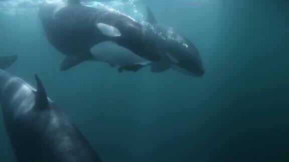 虎鲸在镜头前游来游去嘴里还叼着海狮的身体
