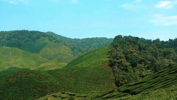 自然构成风景优美的茶园位于马来西亚卡梅隆高地