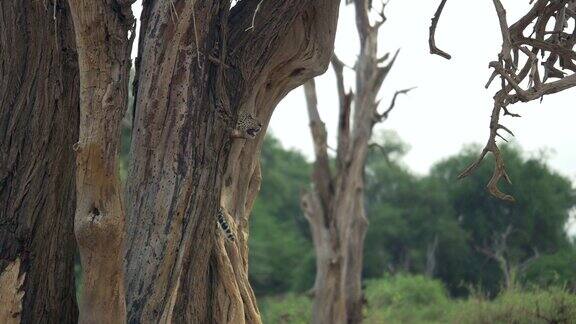 豹杯攀登树在桑布鲁国家公园肯尼亚