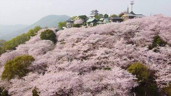 无人机拍摄的樱花在三代市朝山森林公园香川县