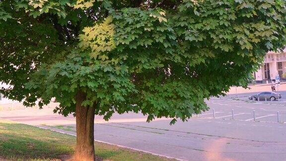 一棵枫树上摇曳的绿叶