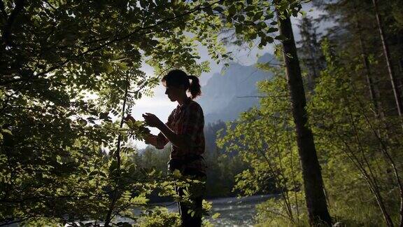 年轻女子在树林里检查树叶