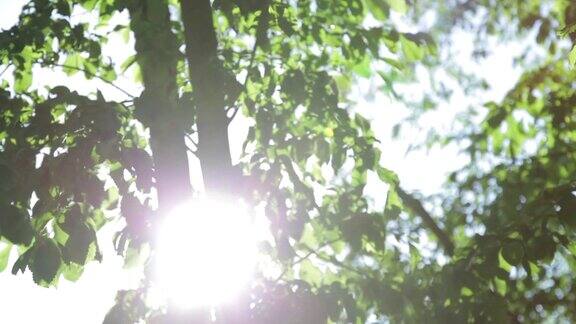 灿烂的阳光透过树叶-库存镜头