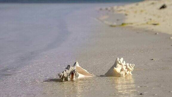 热带海滩海螺贝壳日出和海浪