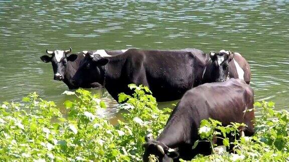 水里有一群牛