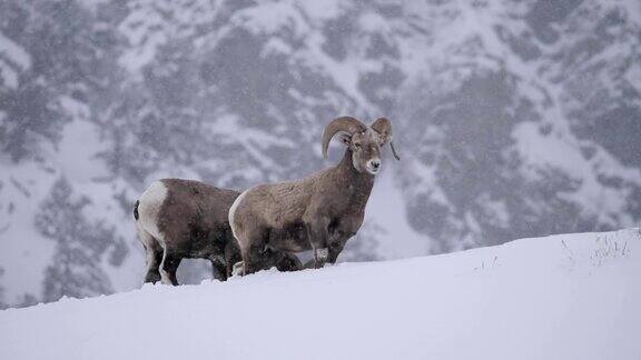 大角羊冬天