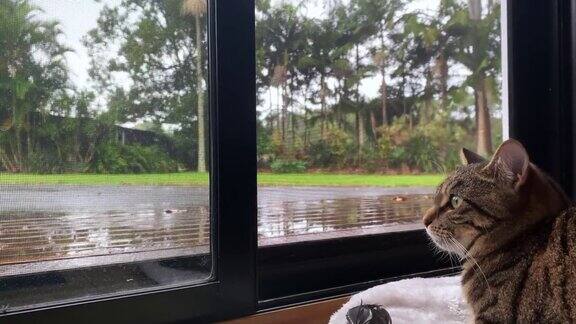 虎斑猫在家看着窗外的雨