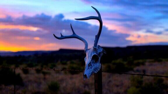 西部沙漠概念:在篱笆柱上的鹿头骨
