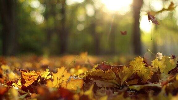 黄色的枫叶落了下来在秋天公园的背景下飞舞感恩的心情阳光金色的秋天