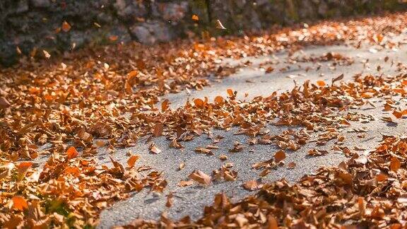 五彩缤纷的秋叶在汽车驶过后在空中飞舞