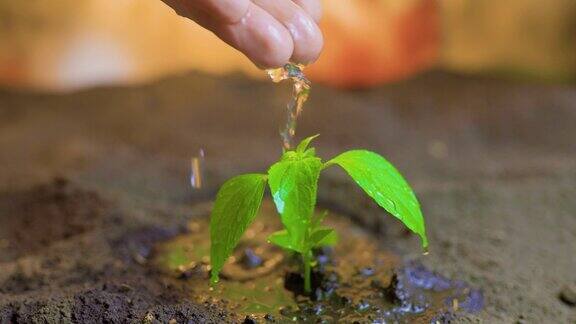 长着叶子的绿色小植物从地里长出来水从无法辨认的手上浇在它身上