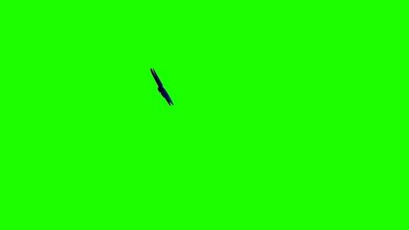 墨涅劳斯大闪蝶在绿色背景上飞翔