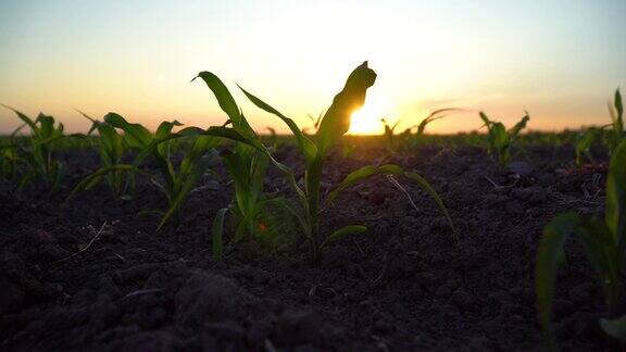 玉米幼苗夕阳下的玉米地玉米前期玉米田