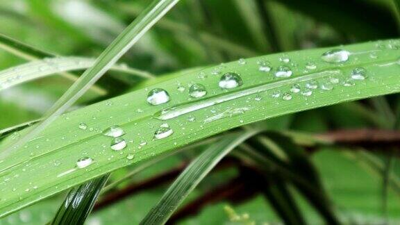 雨季时水滴在树叶上