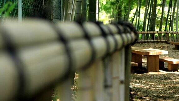 东京公园里的竹林